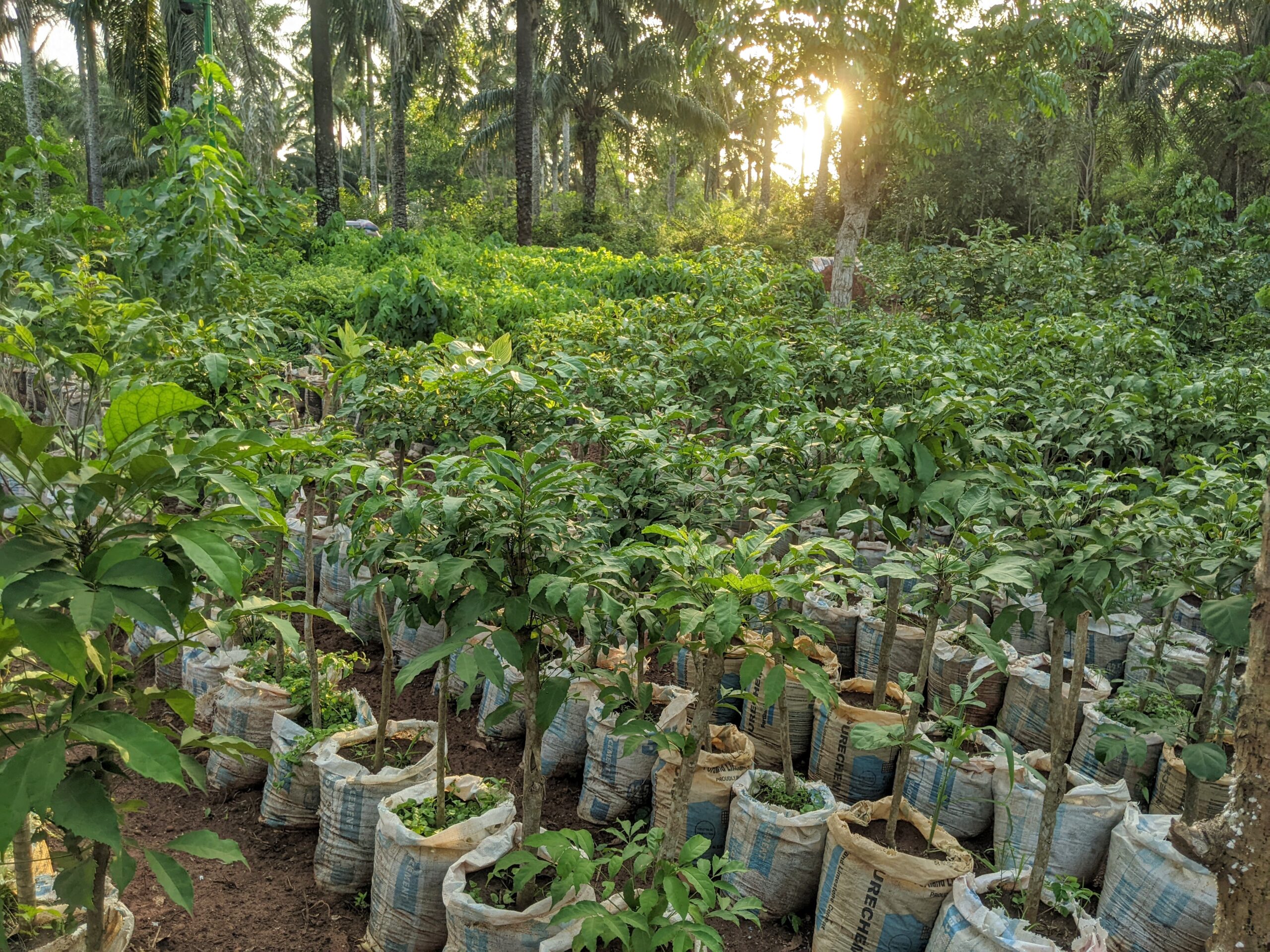 Regenerating Mother Earth through the tree nursery in Benin