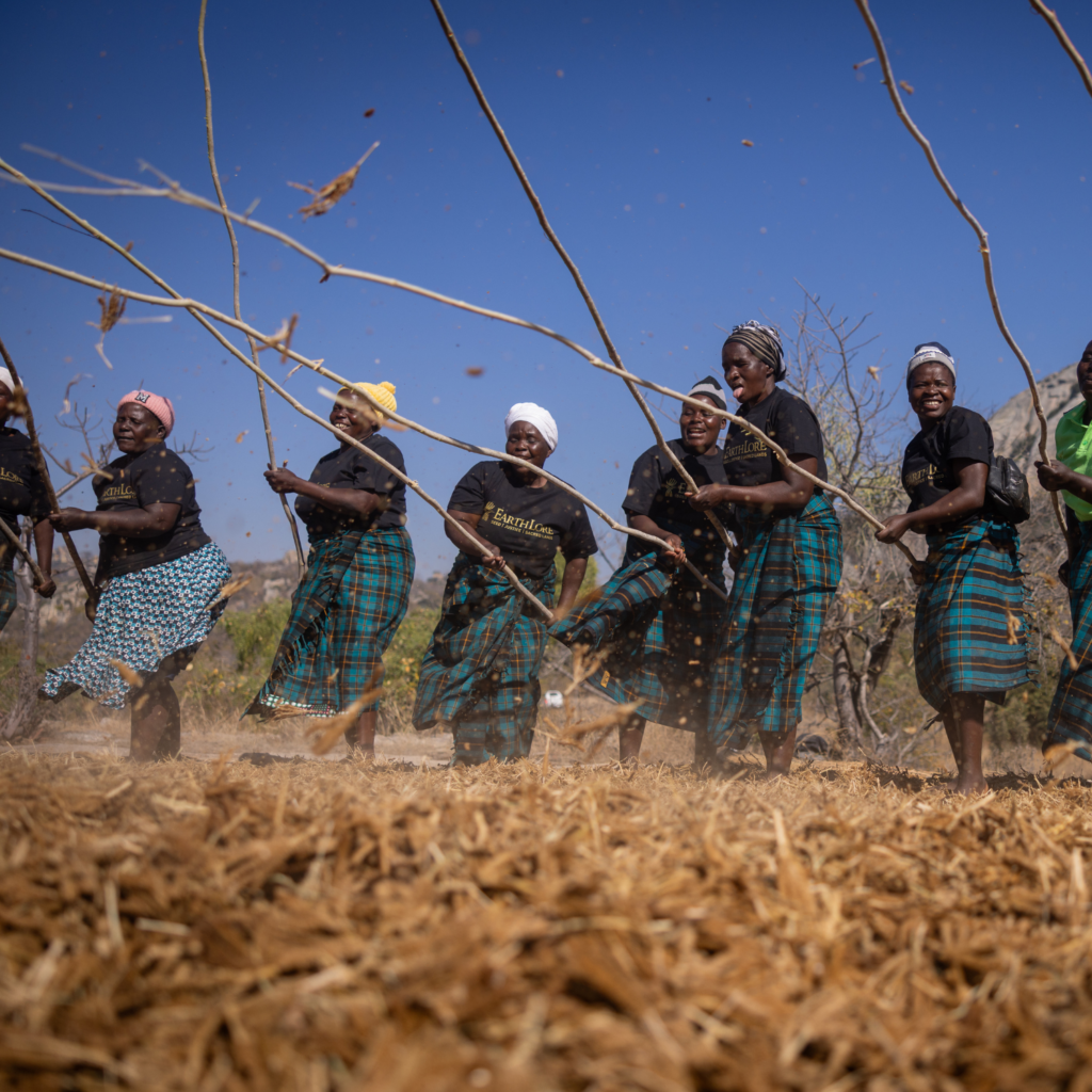 Threshing millet in Bikita, Zimbabwe