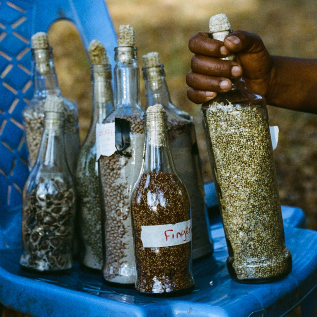 Reviving biocultural diversity in Tharaka, Kenya