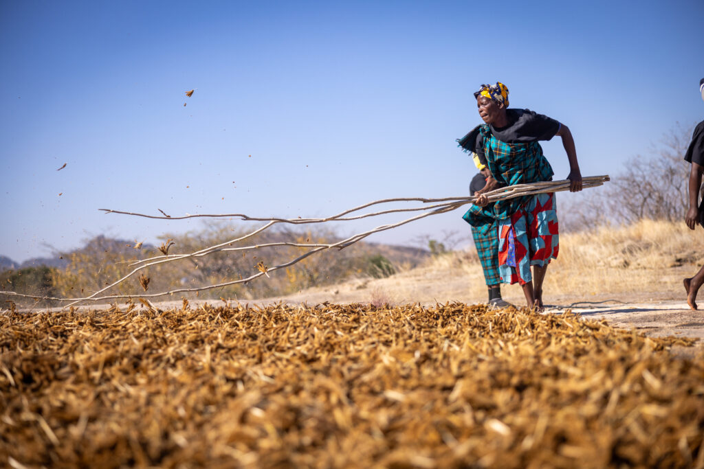 Threshing millet in Bikita, Zimbabwe