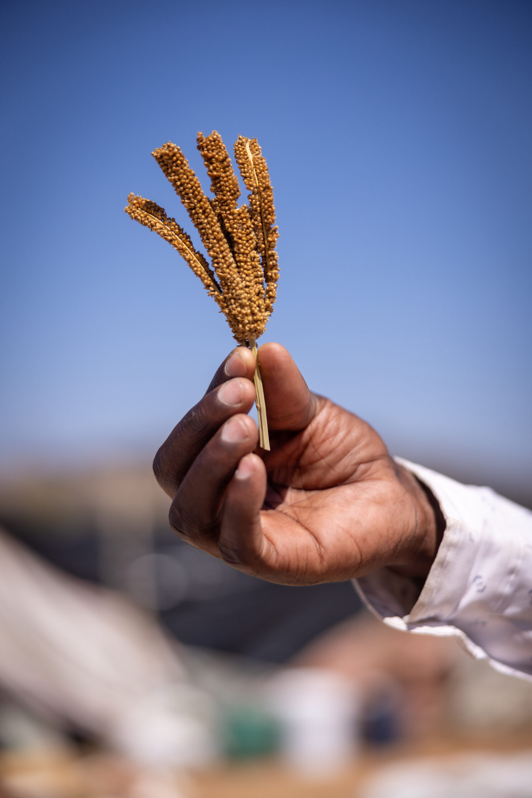 Threshing millet in Bikita, Zimbabwe
